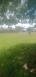 Sambut HUT RI ke-81 dan Bebas Malaria, Pemerintah Kampung Kapeso Gelar Kerja Bakti Bersama Tim Elimi