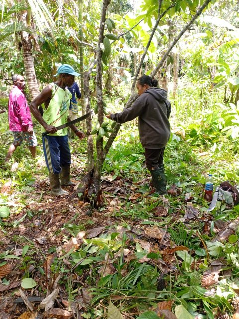 rehabilitasi kebun kakao Bapak Maurens
