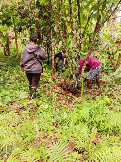 kebun kakao milik Bapak Isak Tafai